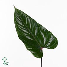 <h4>Anthurium Blad Mini</h4>