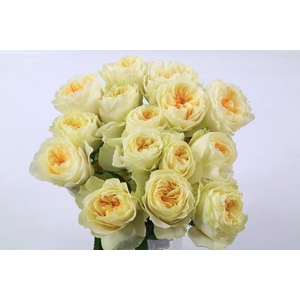 Rosa Ec Garden Antonia Gardens