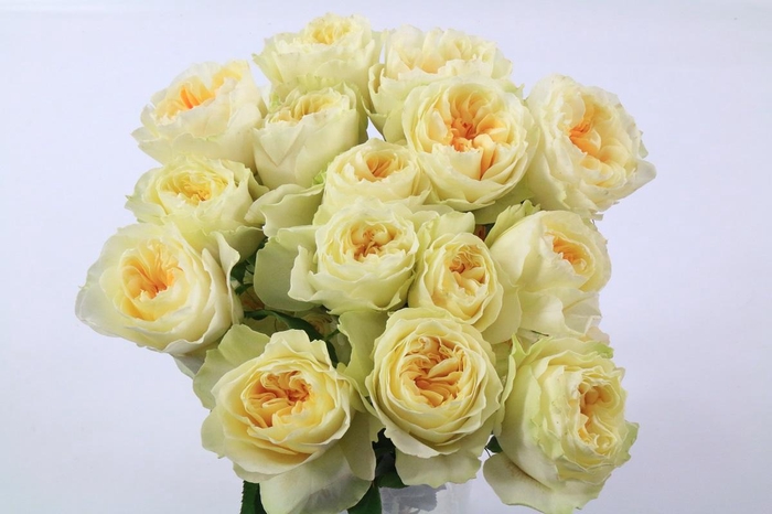 <h4>Rosa Ec Garden Antonia Gardens</h4>