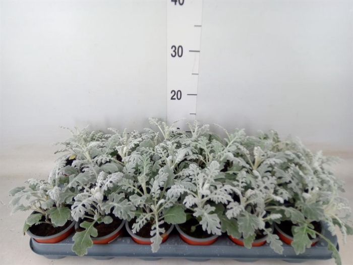 <h4>Jacobaea maritima</h4>