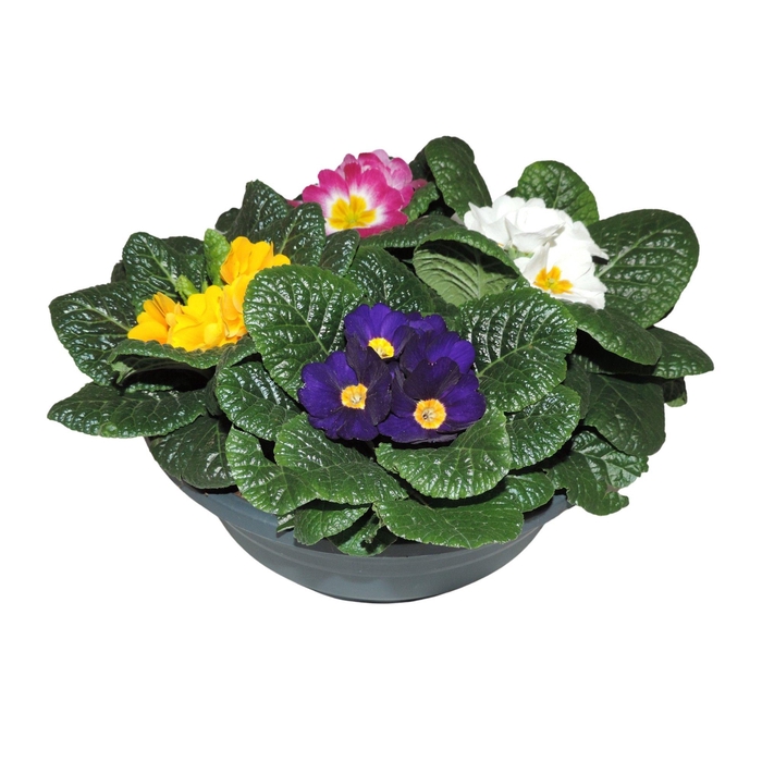 <h4>Primula Ac Gemengd Patio Schaal</h4>