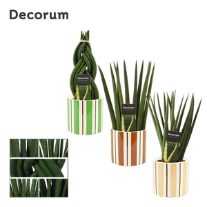 Sansevieria Cylindrica 12 cm Mix in Beau (Natural bubble-collect