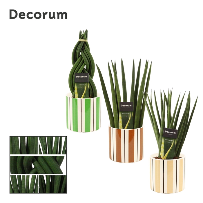 <h4>Sansevieria Cylindrica 12 cm Mix in Beau (Natural bubble-collect</h4>