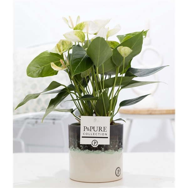 <h4>Anthurium white (Elido) in P&PURE Illusion ceramics;</h4>