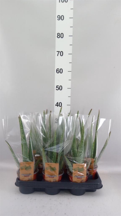 <h4>Aloe vera</h4>