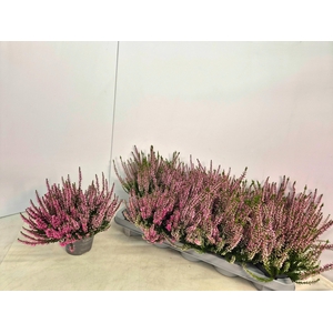 CALLU CAL NOVA ROSA