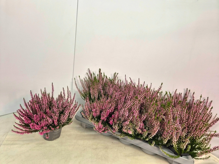 <h4>CALLU CAL NOVA ROSA</h4>