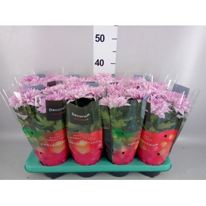 Chrysanthemum  'Supernova Pink'