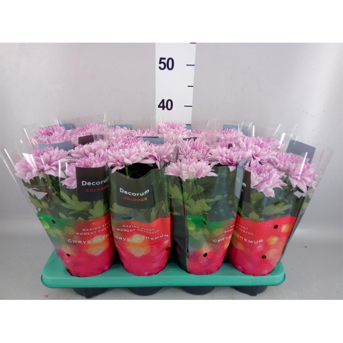 <h4>Chrysanthemum  'Supernova Pink'</h4>