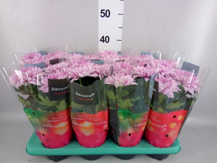 Chrysanthemum  'Supernova Pink'