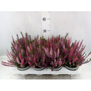 Calluna vulg. 'Beauty L WB Wonder'