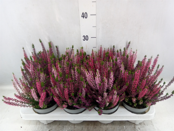 Calluna vulg. 'Beauty L WB Wonder'