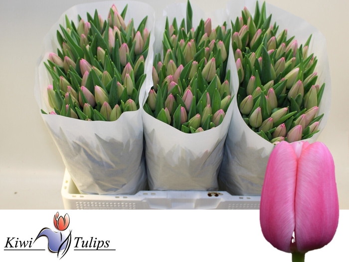 <h4>Tulipa si tresor</h4>