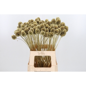 Allium Sphaero Kl Bh Goud