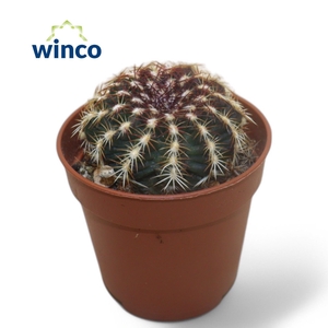 ECHINOC OV
