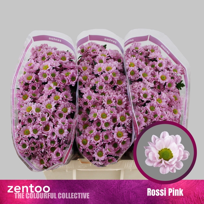 <h4>Chrysanten Chr S Rossi Pink</h4>