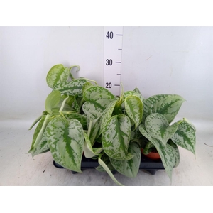 Scindapsus pictus 'Trebie'