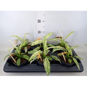 Spathiphyllum  'Vivaldi'