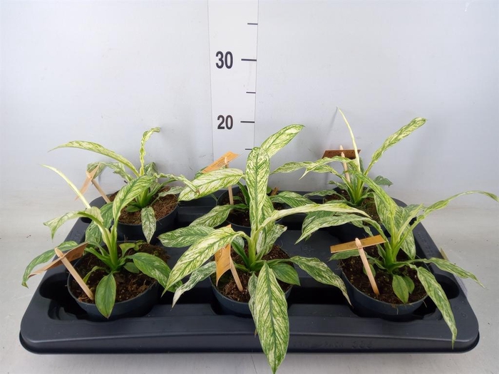 <h4>Spathiphyllum 'Vivaldi'</h4>