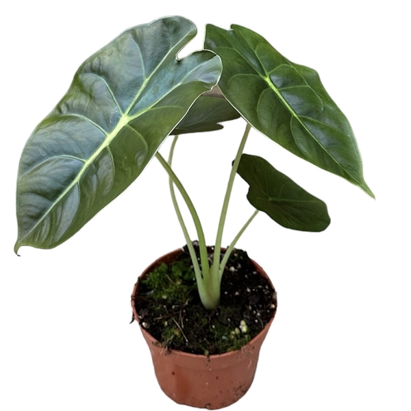 <h4>Alocasia Golden Bone</h4>