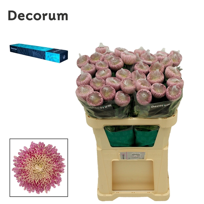<h4>Chrysanthemum PL 'Couture'</h4>
