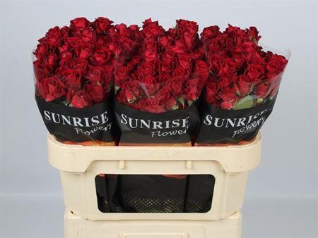 <h4>R Tr Dominica</h4>