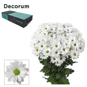 Chr T Kennedy Decorum