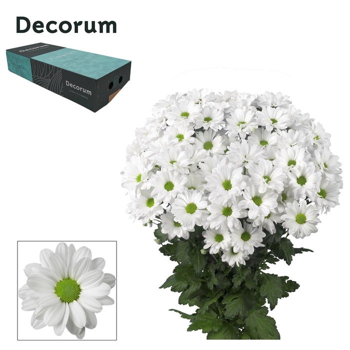 <h4>Chr T Kennedy Decorum</h4>