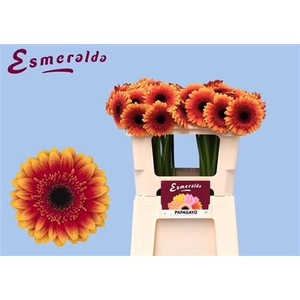 Gerbera mini Papagayo