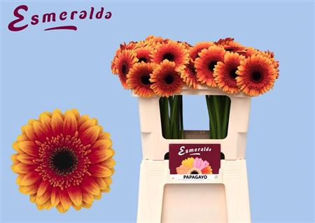 <h4>Gerbera mini Papagayo</h4>