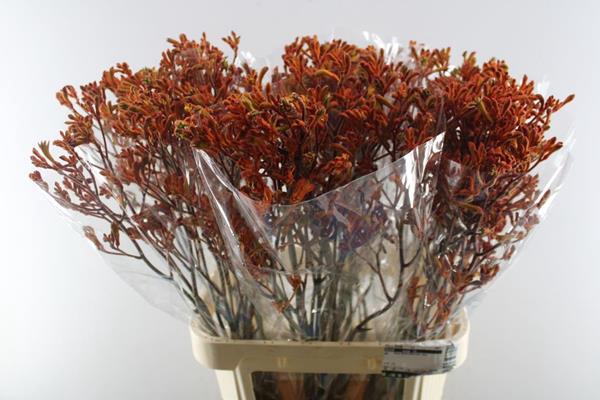 <h4>Anigoz Golden Girl</h4>