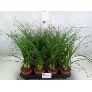 Nolina recurvata   ...