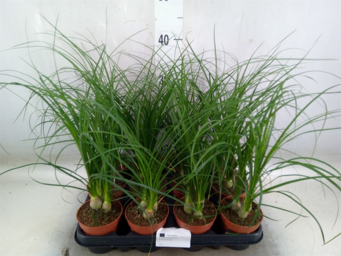 <h4>Nolina recurvata   ...</h4>