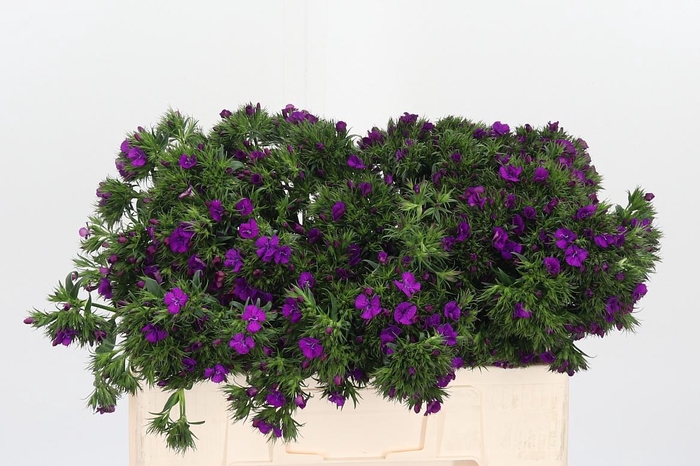 <h4>Di Ba Neon Purple</h4>