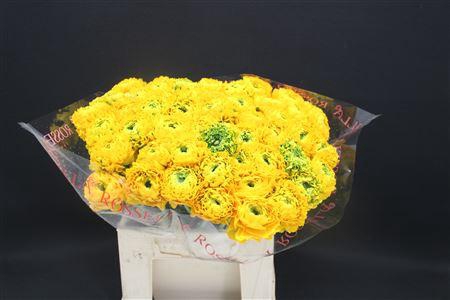 <h4>Cl Pon-pon Luna 566</h4>