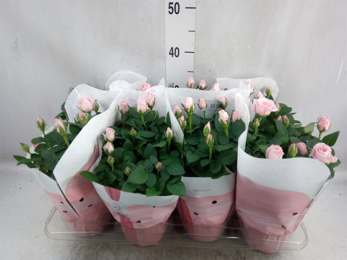 <h4>Rosa  'Amorosa Infinity Soft Pink'</h4>