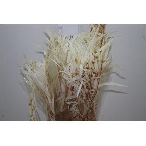 Dried Parvi Bleached