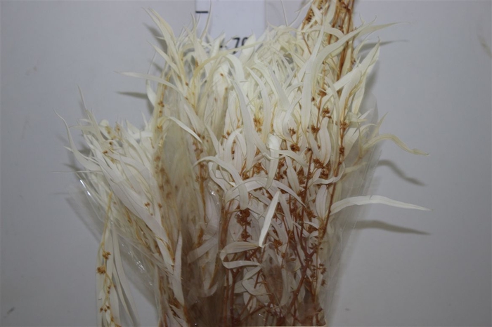 <h4>Dried Parvi Bleached</h4>