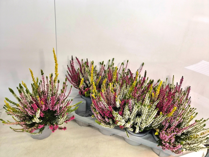 <h4>CALLU NOVA GEM 4 KL</h4>