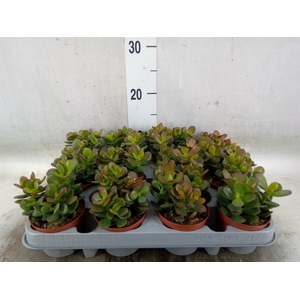 Crassula ovata 'Minor'