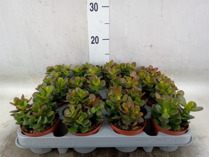 <h4>Crassula ovata 'Minor'</h4>