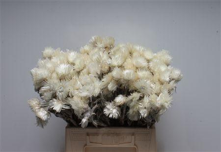 <h4>Kaaps Everlasting</h4>