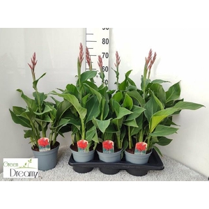 CANNA KRETA