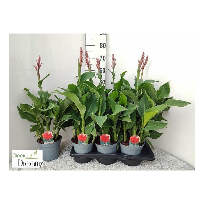 <h4>CANNA KRETA</h4>