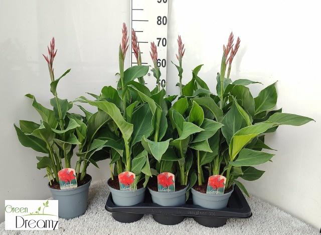 CANNA KRETA
