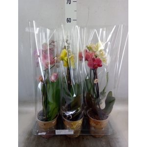 Phalaenopsis   ...mix