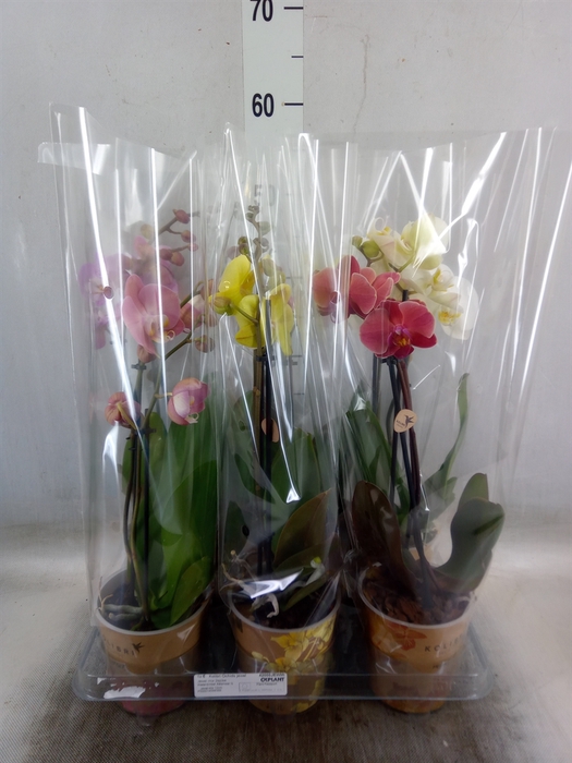 <h4>Phalaenopsis   ...mix</h4>