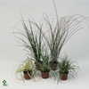 Carex mix p12