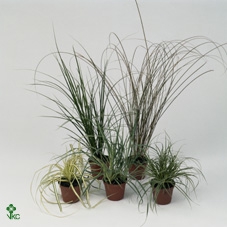 Carex   ...mix