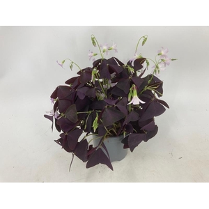 OXALIS TRIANGULARIS